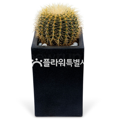 선인장3