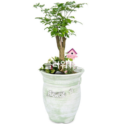 녹보수탁상용3