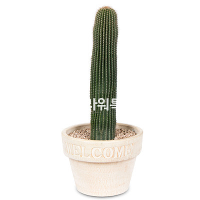 선인장1