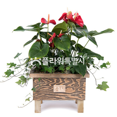 안스리움
