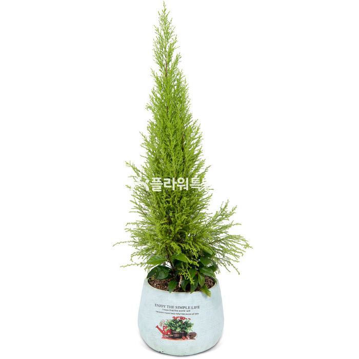 상세이미지