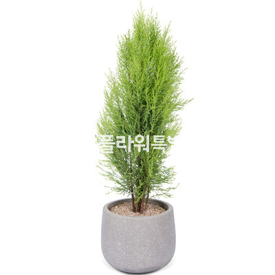 율마1