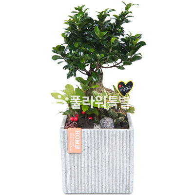 인삼펜다1