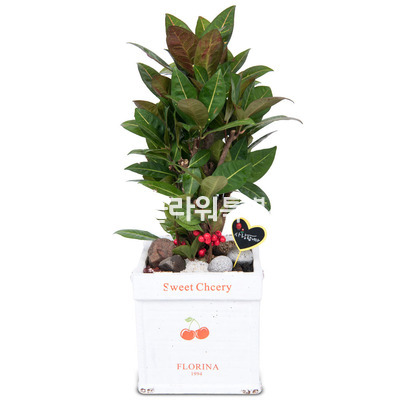 크로톤