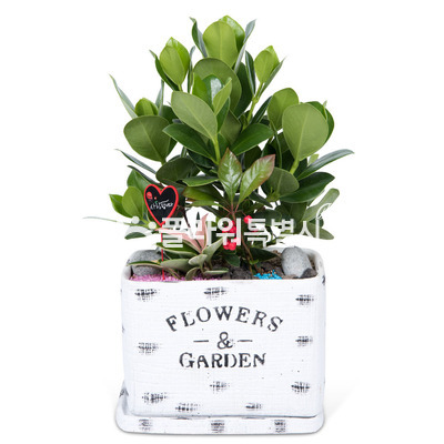 크루시아탁상용2