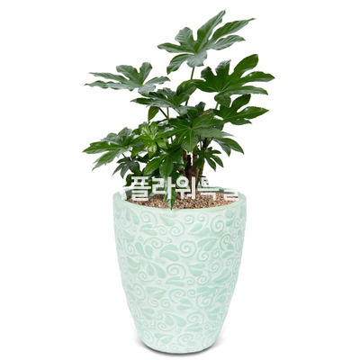 팔손이3