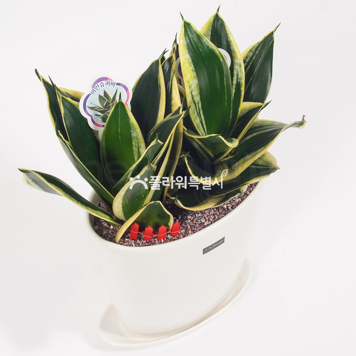 상세이미지
