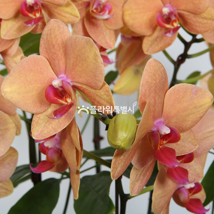 상세이미지