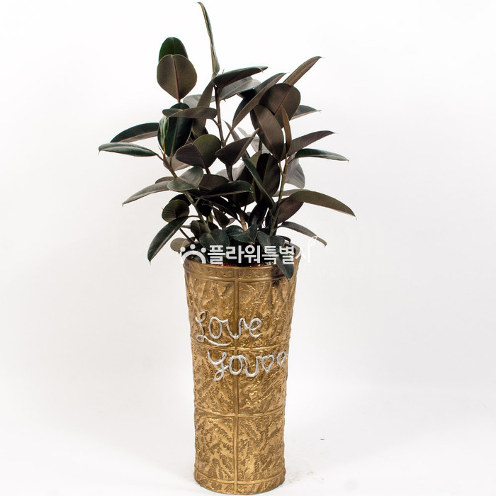 상세이미지