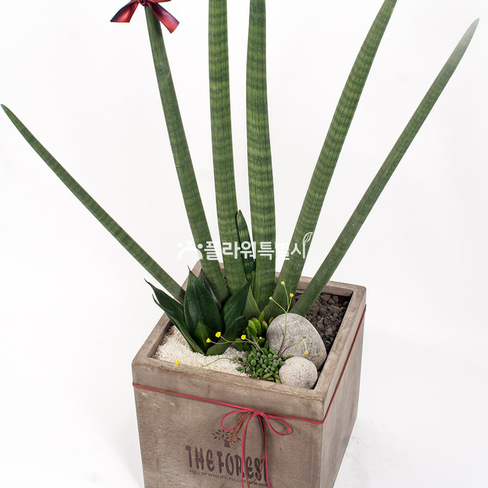 상세이미지