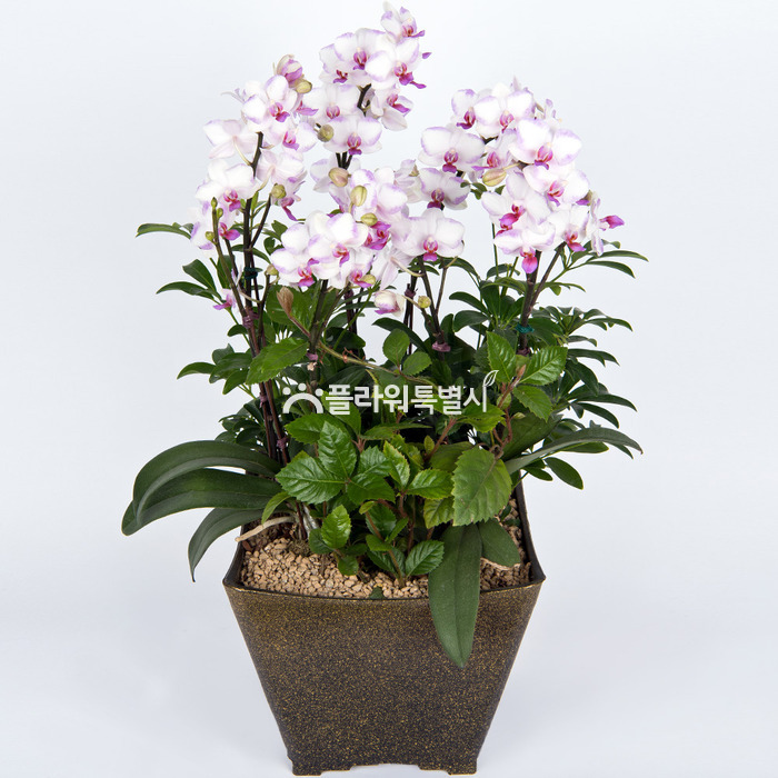 상세이미지