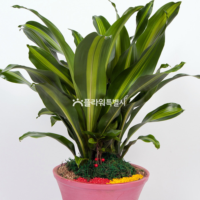 상세이미지