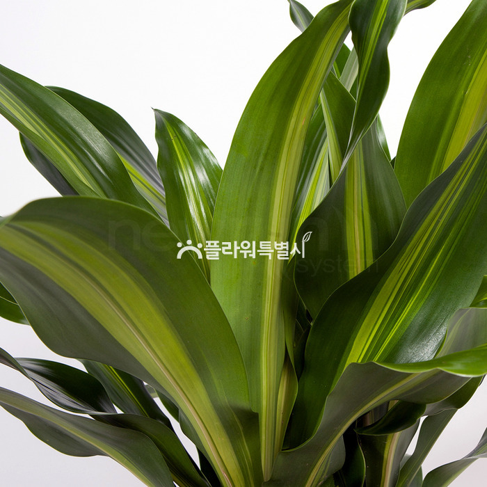 상세이미지