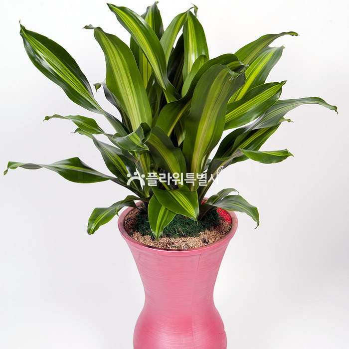 상세이미지