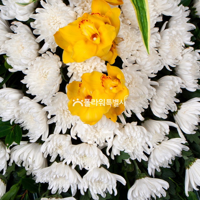 상세이미지