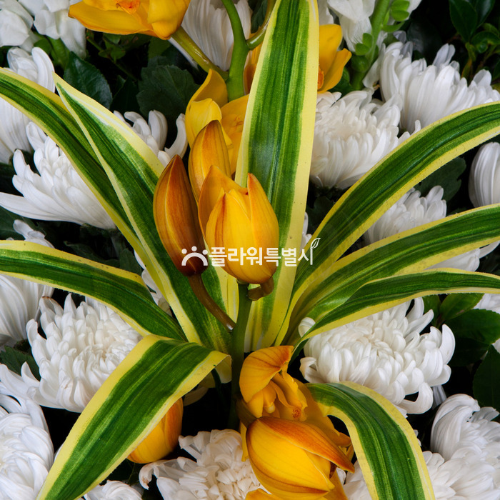 상세이미지