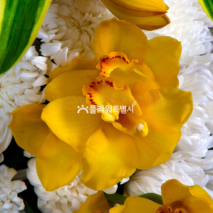 상세이미지