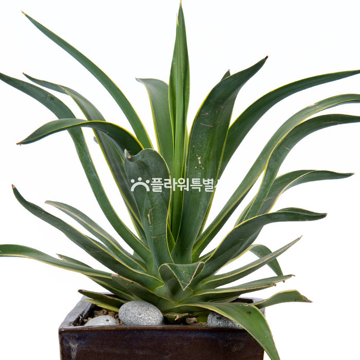 상세이미지