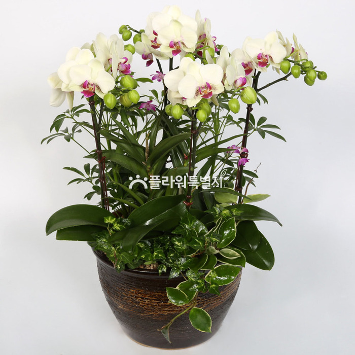 상세이미지