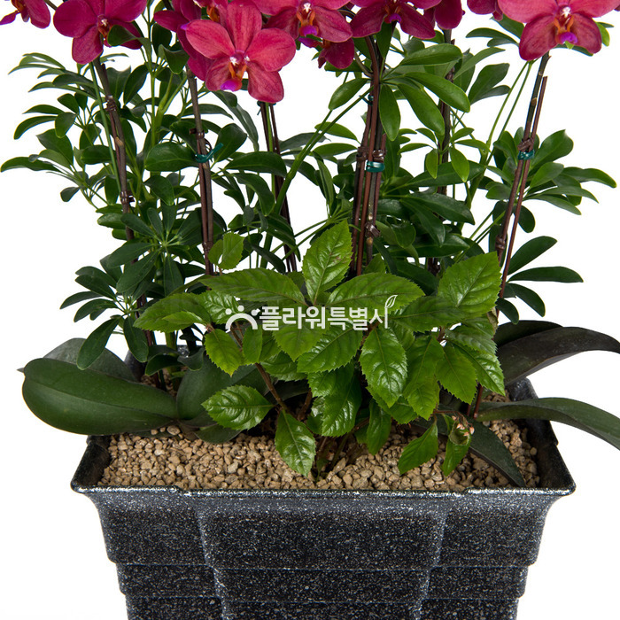 상세이미지