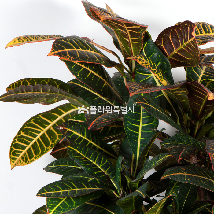 상세이미지