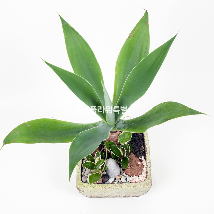 상세이미지