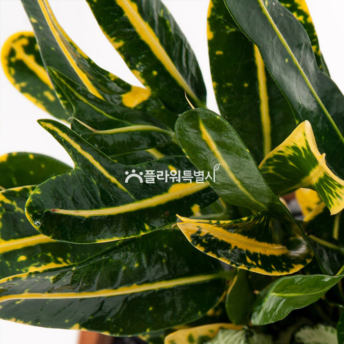 상세이미지