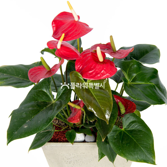 상세이미지