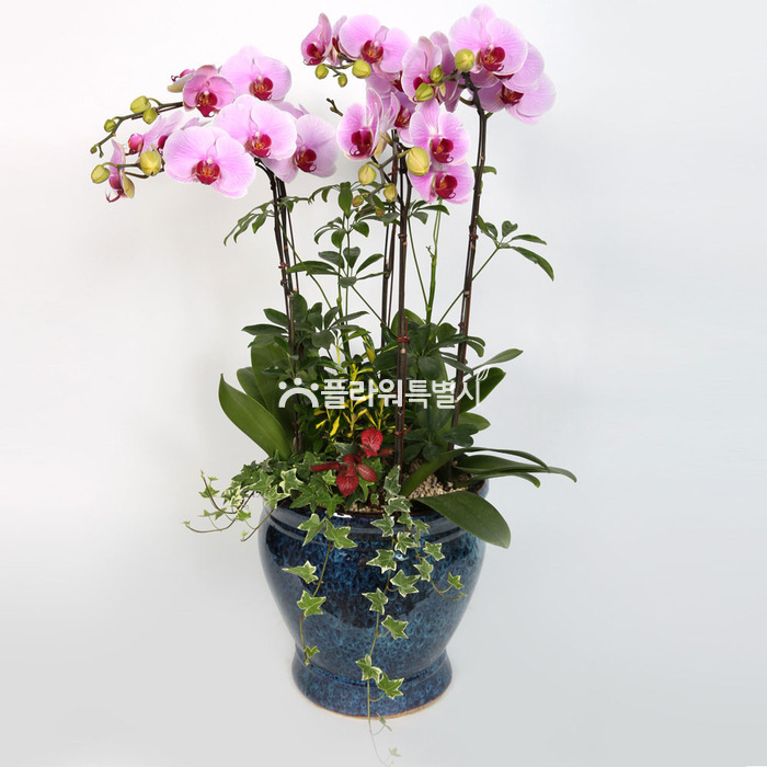 상세이미지