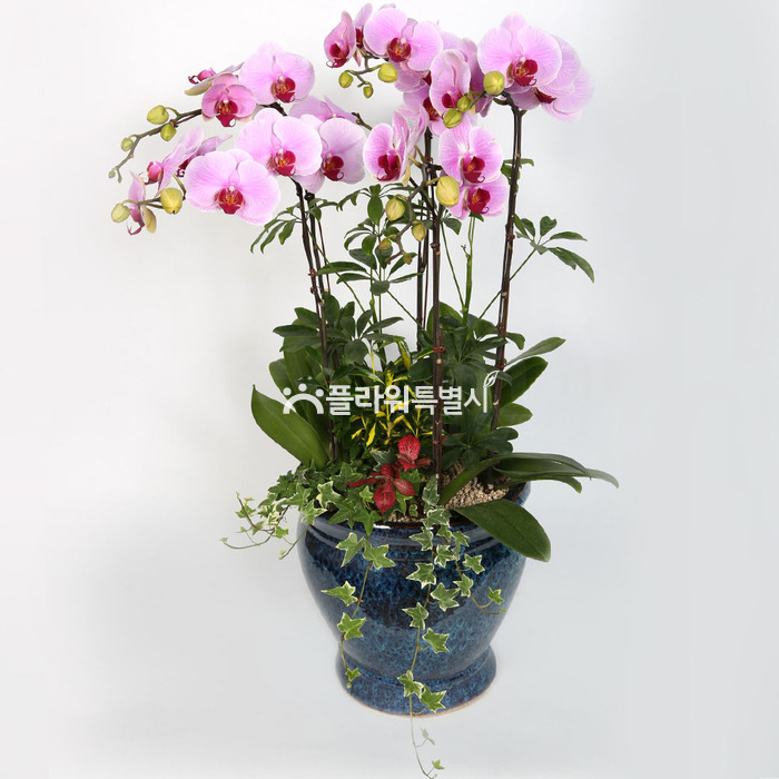 상세이미지