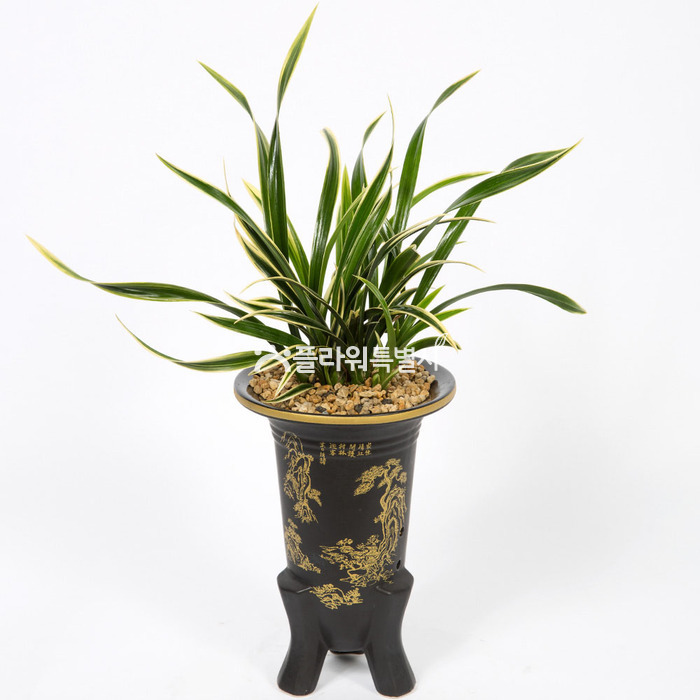 상세이미지
