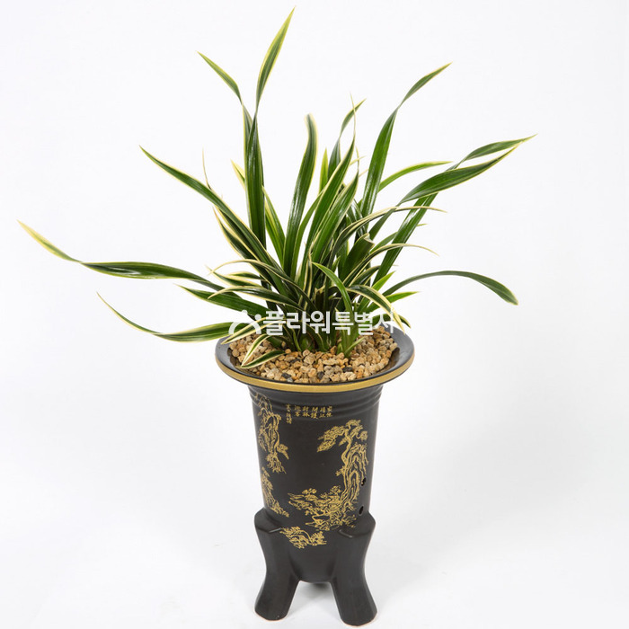 상세이미지