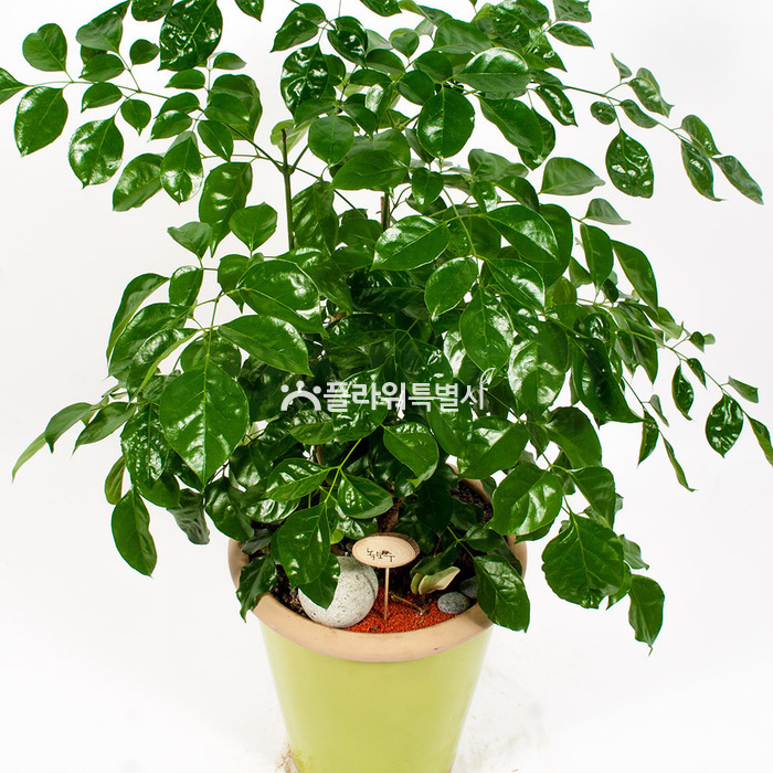상세이미지