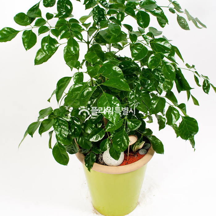 상세이미지