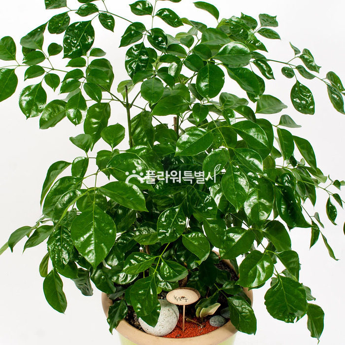 상세이미지