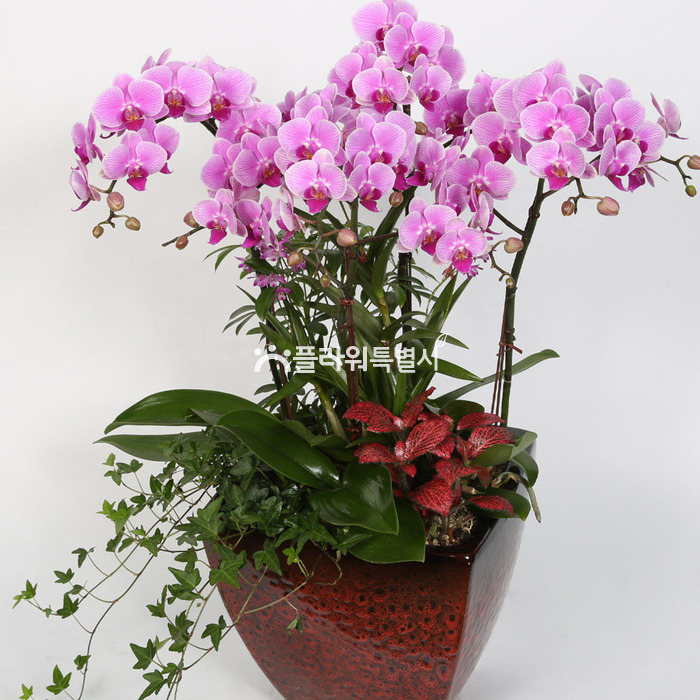 상세이미지