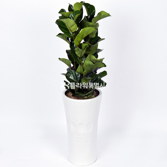 상세이미지