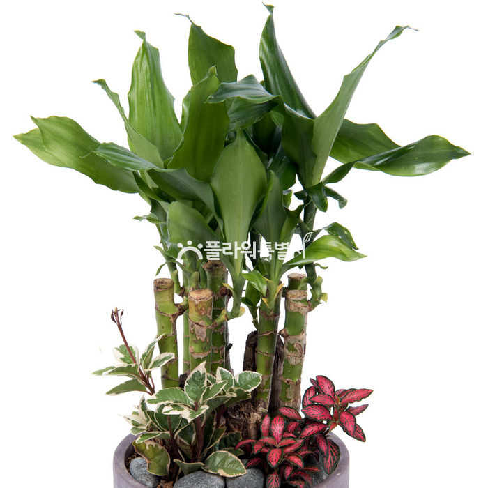 상세이미지