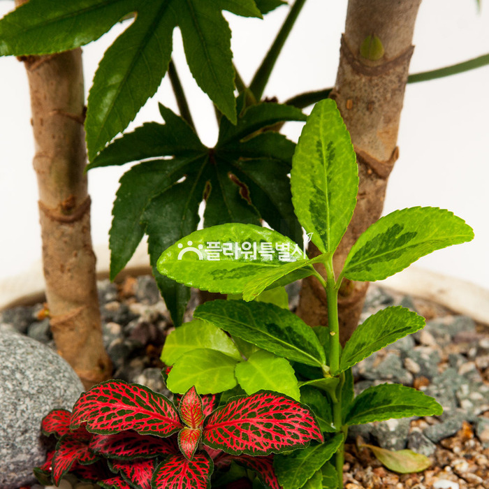 상세이미지