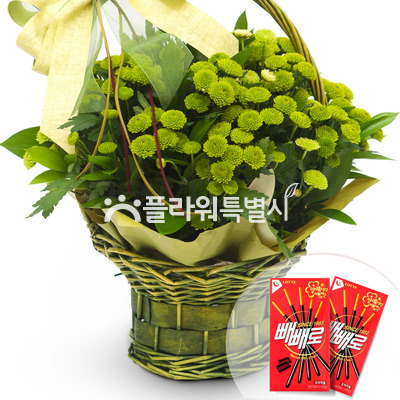 위니아소국 빼빼로