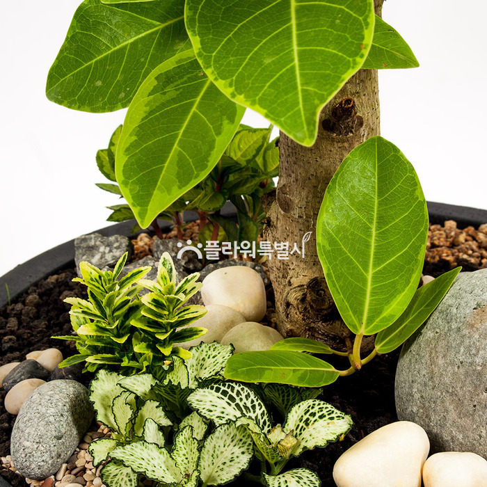 상세이미지