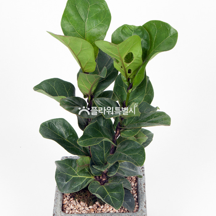 상세이미지