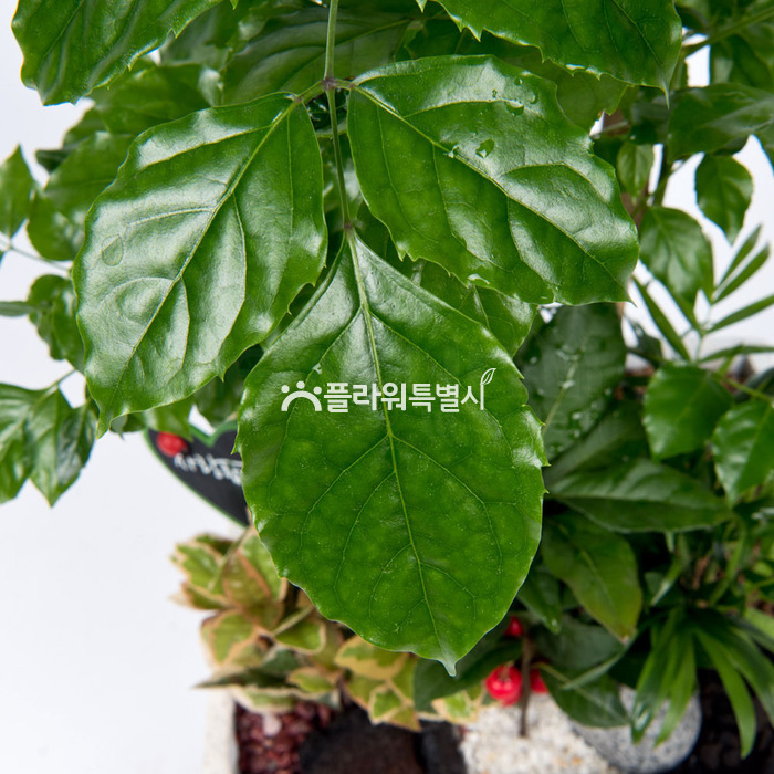상세이미지