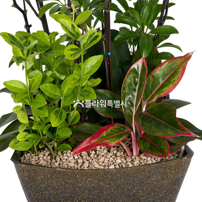 상세이미지