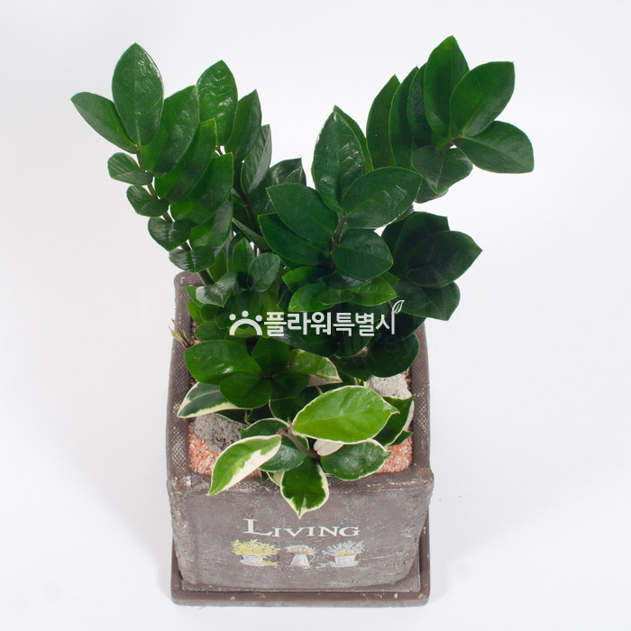 상세이미지