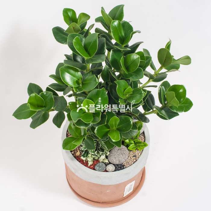 상세이미지