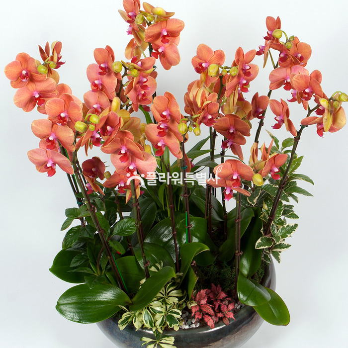 상세이미지