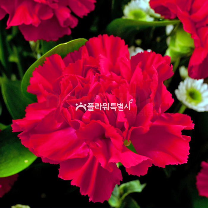 상세이미지