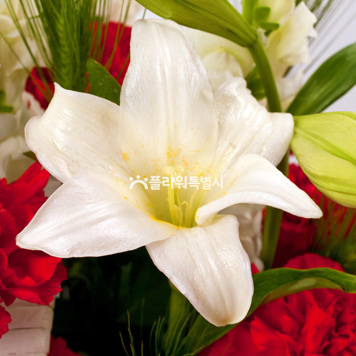 상세이미지