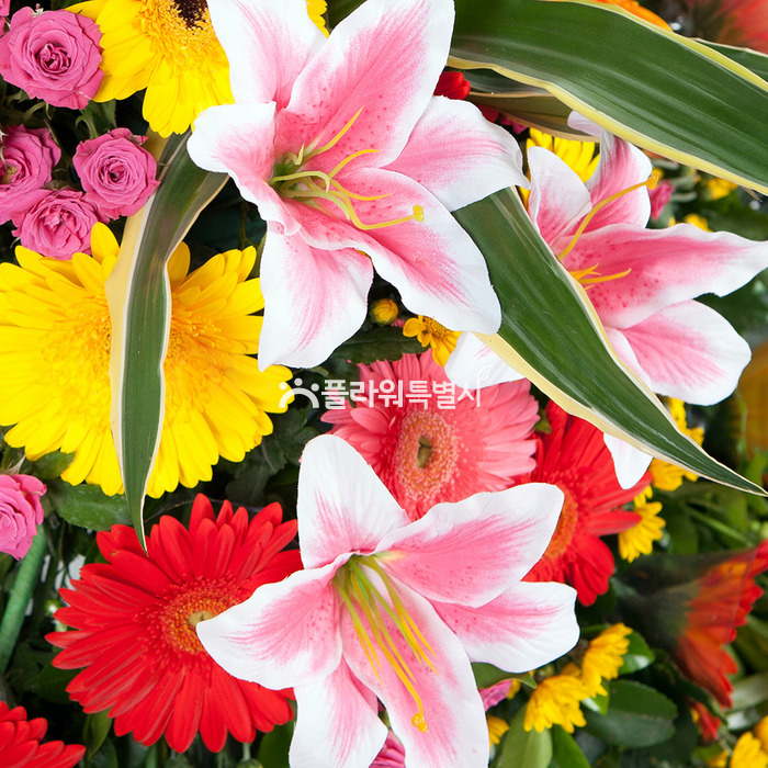 상세이미지